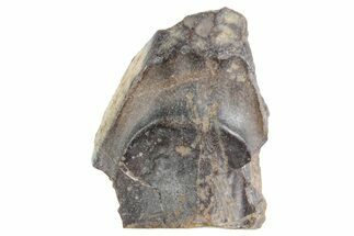 Fossil Triceratops Shed Tooth - Wyoming #358276