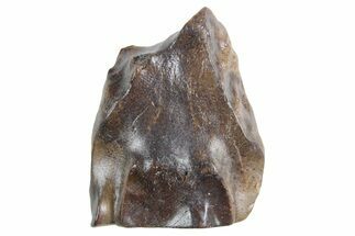 Fossil Triceratops Shed Tooth - Wyoming #358277