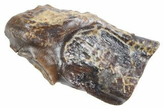 Fossil Triceratops Shed Tooth - Wyoming #358284
