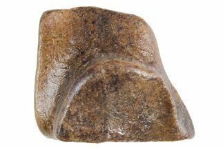 Fossil Triceratops Shed Tooth - Wyoming #358315