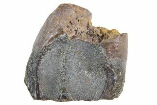 Fossil Triceratops Shed Tooth - Wyoming #358318