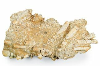 Mississippian Fossil Crinoid Stem Cluster - Kentucky #358746