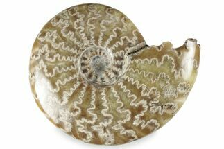 Polished Ammonite (Cleoniceras) Fossil - Madagascar #358453