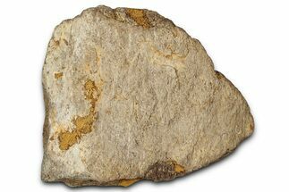 Dinosaur (Triceratops) Frill Shield Section - Montana #347955