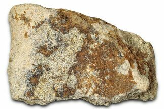 Dinosaur (Triceratops) Frill Shield Section - Montana #347958