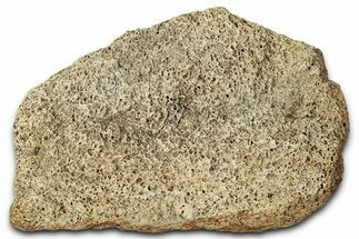 Dinosaur (Triceratops) Frill Shield Section - Montana #347970