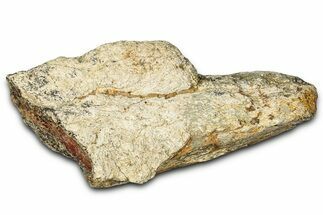 Dinosaur (Triceratops) Frill Shield Section - Montana #347973
