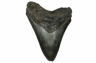 Serrated, Fossil Megalodon Tooth - South Carolina #356848