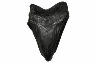 Serrated, Fossil Megalodon Tooth - South Carolina #356852
