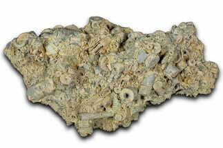 Mississippian Fossil Crinoid Stem Cluster - Kentucky #358787