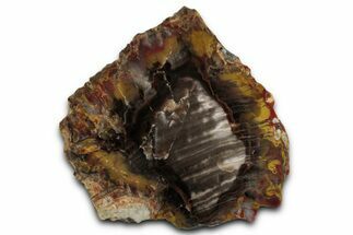Colorful Jurassic Petrified Wood Slab - Henry Mountains, Utah #358801