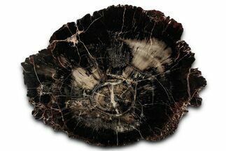 Polished Triassic Petrified Wood (Araucarioxylon) Round - Utah #358816