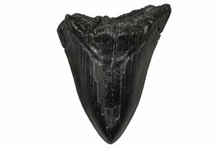 Bargain, Fossil Megalodon Tooth - South Carolina #356861