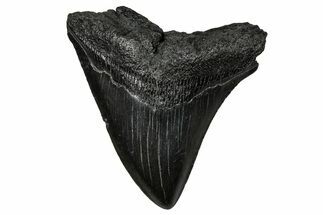 Juvenile Megalodon Tooth - South Carolina #356865