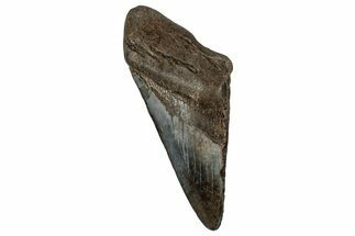 Partial Fossil Megalodon Tooth - South Carolina #356870