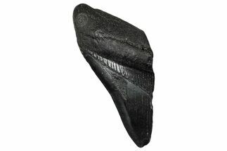 Partial Fossil Megalodon Tooth - South Carolina #356877