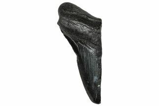 Partial Fossil Megalodon Tooth - South Carolina #356883