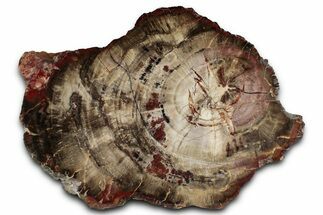 Polished Triassic Petrified Wood (Araucarioxylon) Slab - Utah #358857