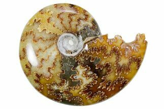 Polished Ammonite (Cleoniceras) Fossil - Madagascar #358406