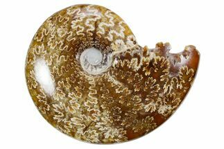 Polished Ammonite (Cleoniceras) Fossil - Madagascar #358411