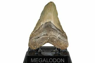 Fossil Megalodon Tooth - North Carolina #358910