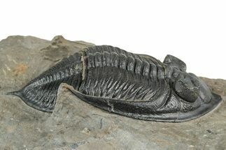 Fossil Zlichovaspis Trilobite - Atchana, Morocco #359133