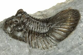 Detailed Scabriscutellum Trilobite - Morocco #359136