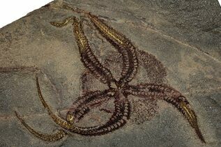 Buy Starfish & Brittle Stars