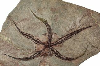 Huge, Ordovician Brittle Star (Ophiura) Fossil - Morocco #359145