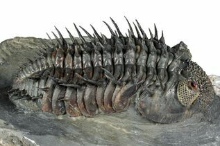 Premium Specimens For Sale