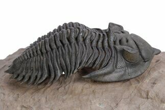 Stunning Metacanthina Trilobite - Lghaft, Morocco #359153