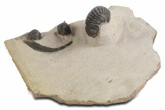 Pseudocryphaeus (Cryphina) Trilobite With Two Reedops #359162