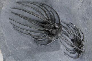 Double Heliopeltis Trilobite Specimen - Very Rare, Spiny Species #359155