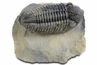Prone, Spiny Drotops Armatus Trilobite - Top Quality Specimen #359165