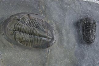 Rare Proetid (Cyberella) Trilobite With Gerastos #359170