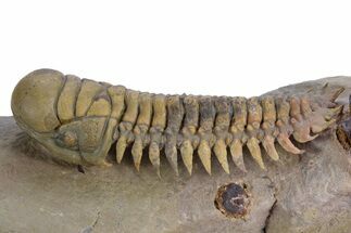 Flying Crotalocephalina Trilobite - Atchana, Morocco #359171