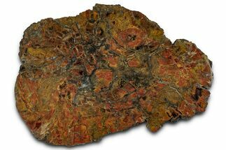 Polished Petrified Wood (Araucarioxylon) Slab - Arizona #358872
