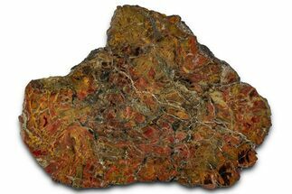Colorful Polished Petrified Wood Slab #358877