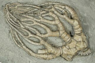 Fossil Crinoid (Cyathocrinites) - Crawfordsville, Indiana #359193