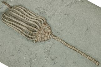 Fossil Crinoid (Macrocrinus) - Crawfordsville, Indiana #359205