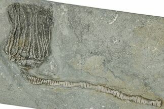 Fossil Crinoid (Platycrinites) - Crawfordsville, Indiana #359208
