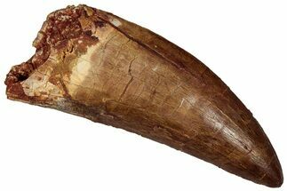 Serrated Carcharodontosaurus Tooth - Huge Dinosaur Tooth #359340