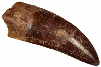 Serrated Carcharodontosaurus Tooth - Massive Dinosaur Tooth #359373