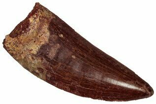 Dinosaur Fossils For Sale