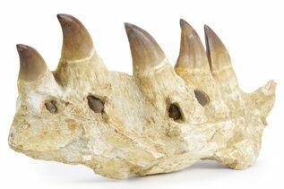 Premium Specimens For Sale