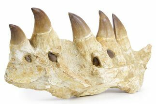 Fossil Mosasaur (Thalassotitan) Jaw Section with Teeth - Morocco #359484