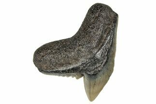 Fossil Tiger Shark (Galeocerdo) Tooth - South Carolina #359079