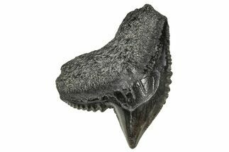 Fossil Tiger Shark (Galeocerdo) Tooth - South Carolina #359080