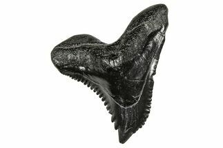 Snaggletooth Shark (Hemipristis) Tooth - South Carolina #359087