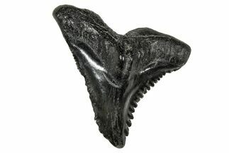 Snaggletooth Shark (Hemipristis) Tooth - South Carolina #359088